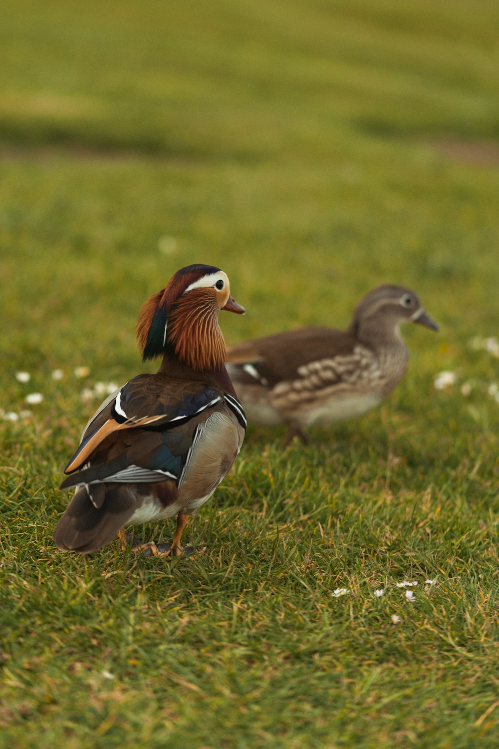 brown white and black duck on green grass during daytime