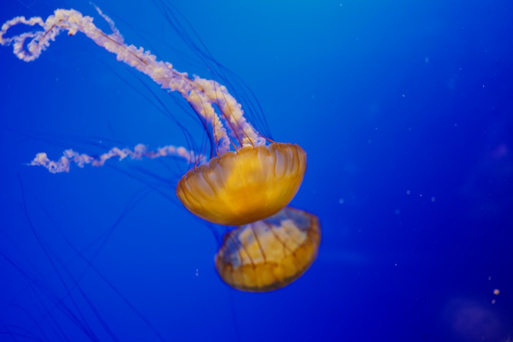 brown jellyfish in blue water