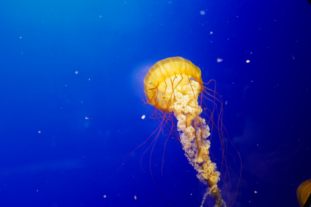 white and brown jellyfish under water