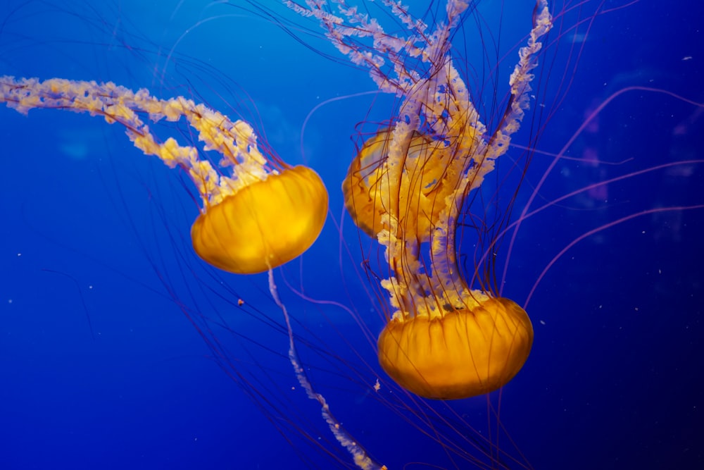 brown jellyfish in blue water