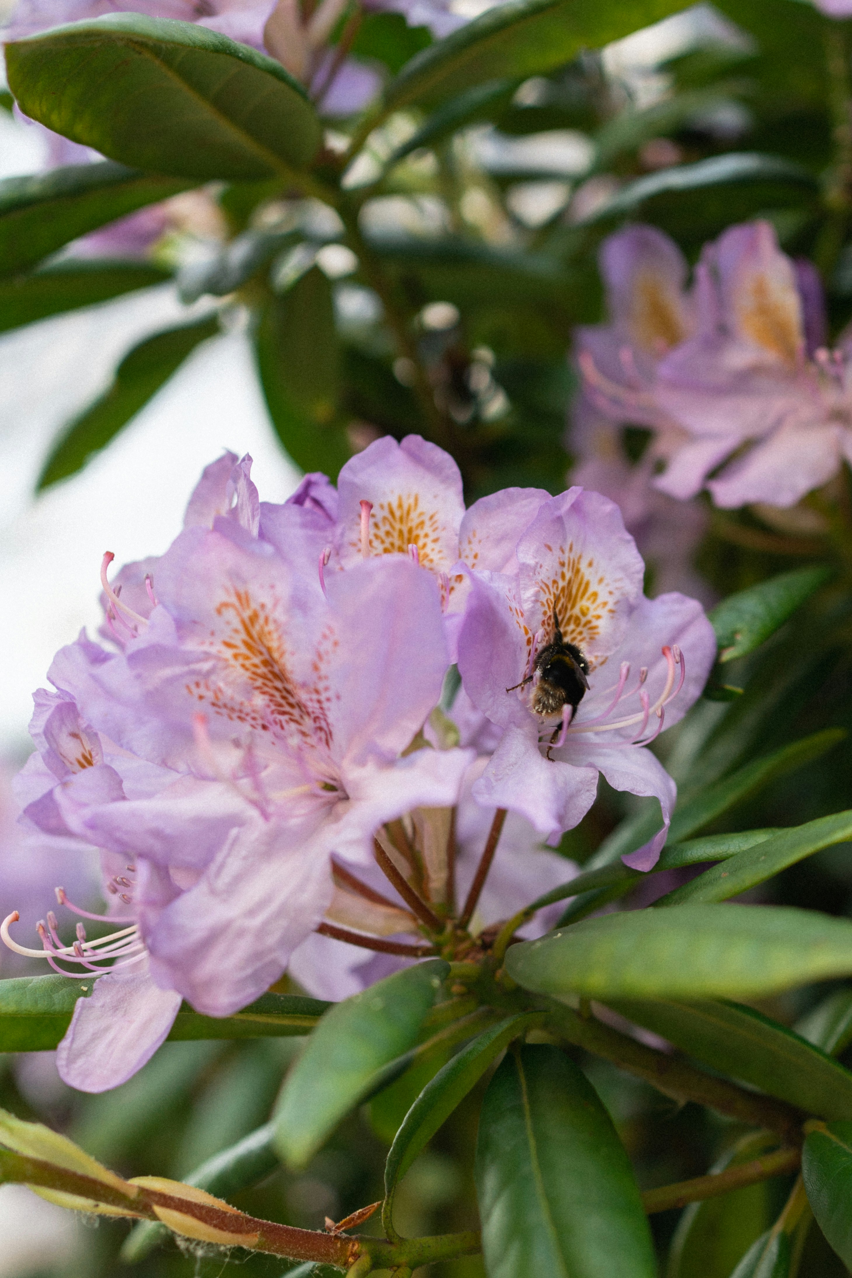 black and yellow bee on pink flower