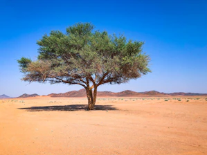 green tree on brown sand under blue sky during daytime