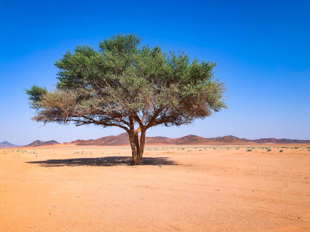 árbol verde en arena marrón bajo cielo azul durante el día