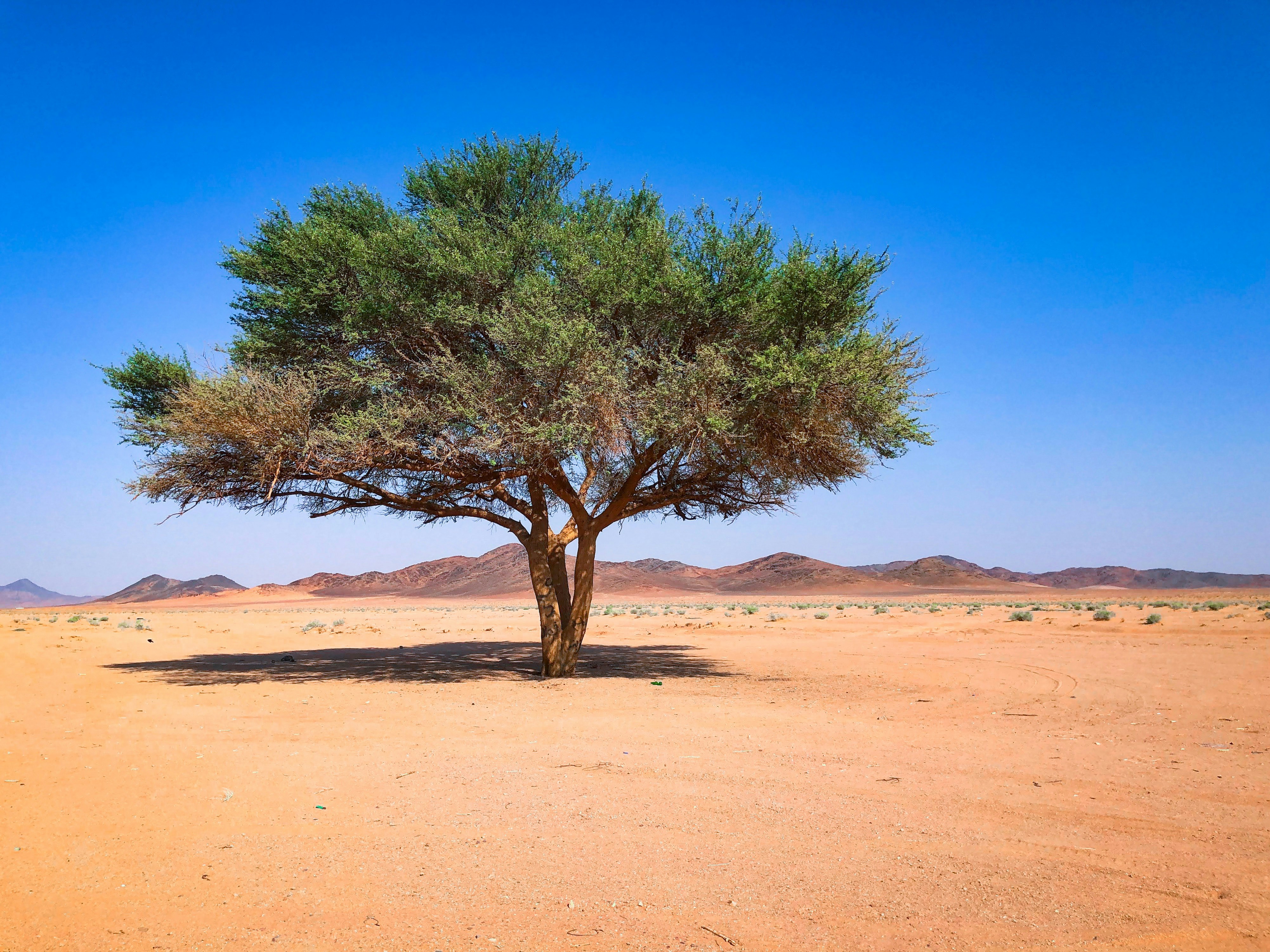 انستقرام الهزاز حائل الدولي