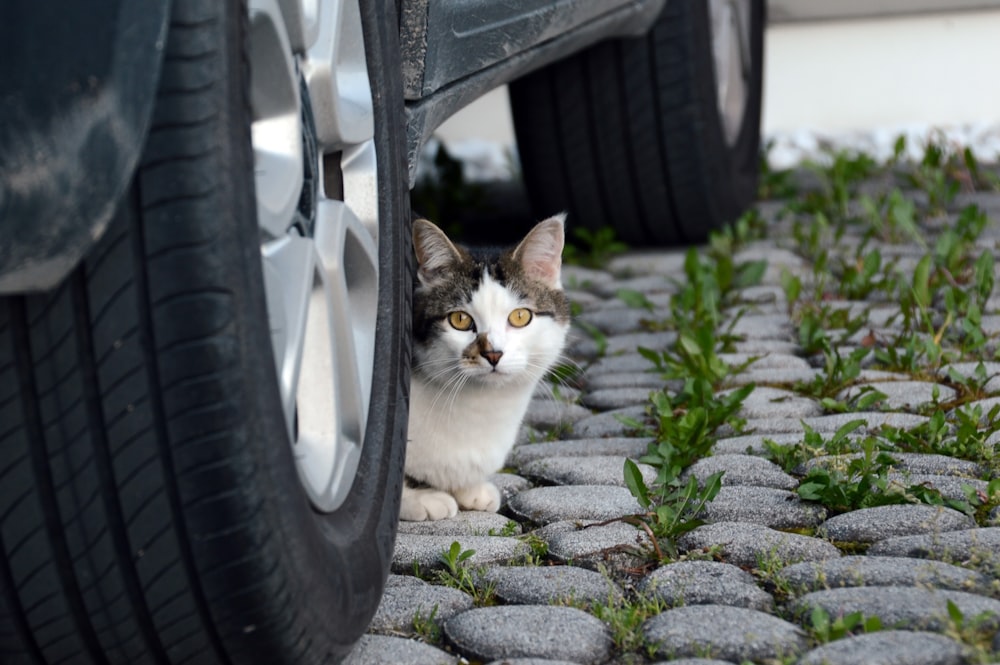 gato blanco y negro en la rueda del coche