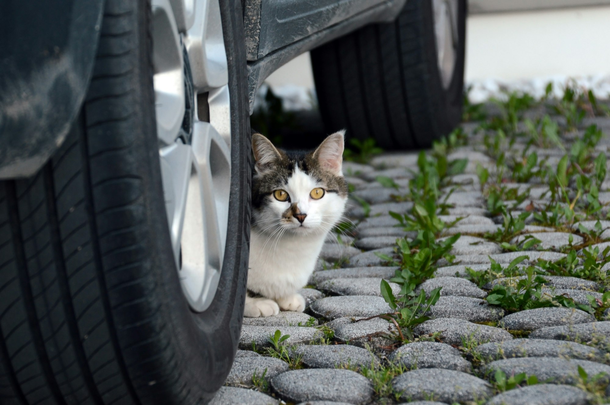 Assurance animal : combien on vous rembourse votre chat en cas d'accident ?