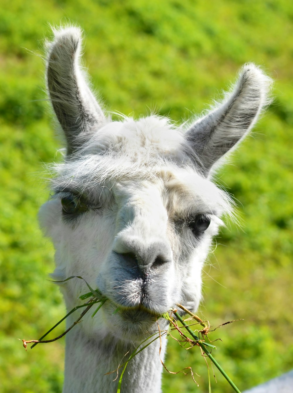 white giraffe head during daytime