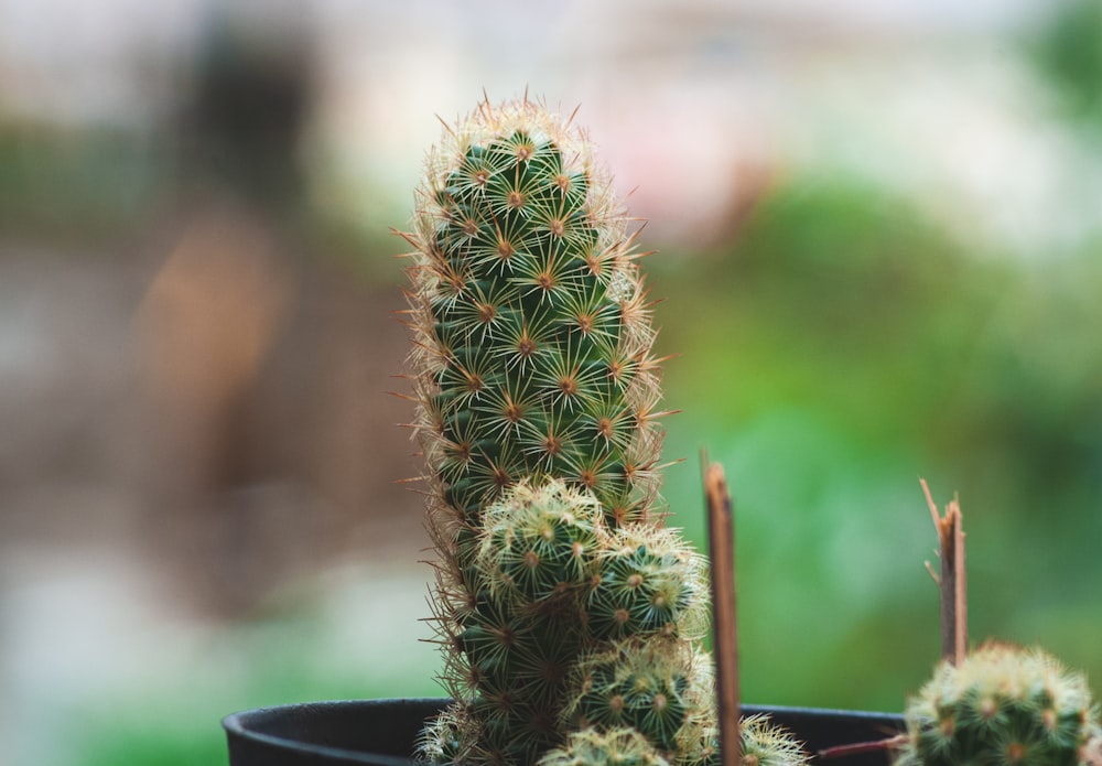 green cactus plant in black pot