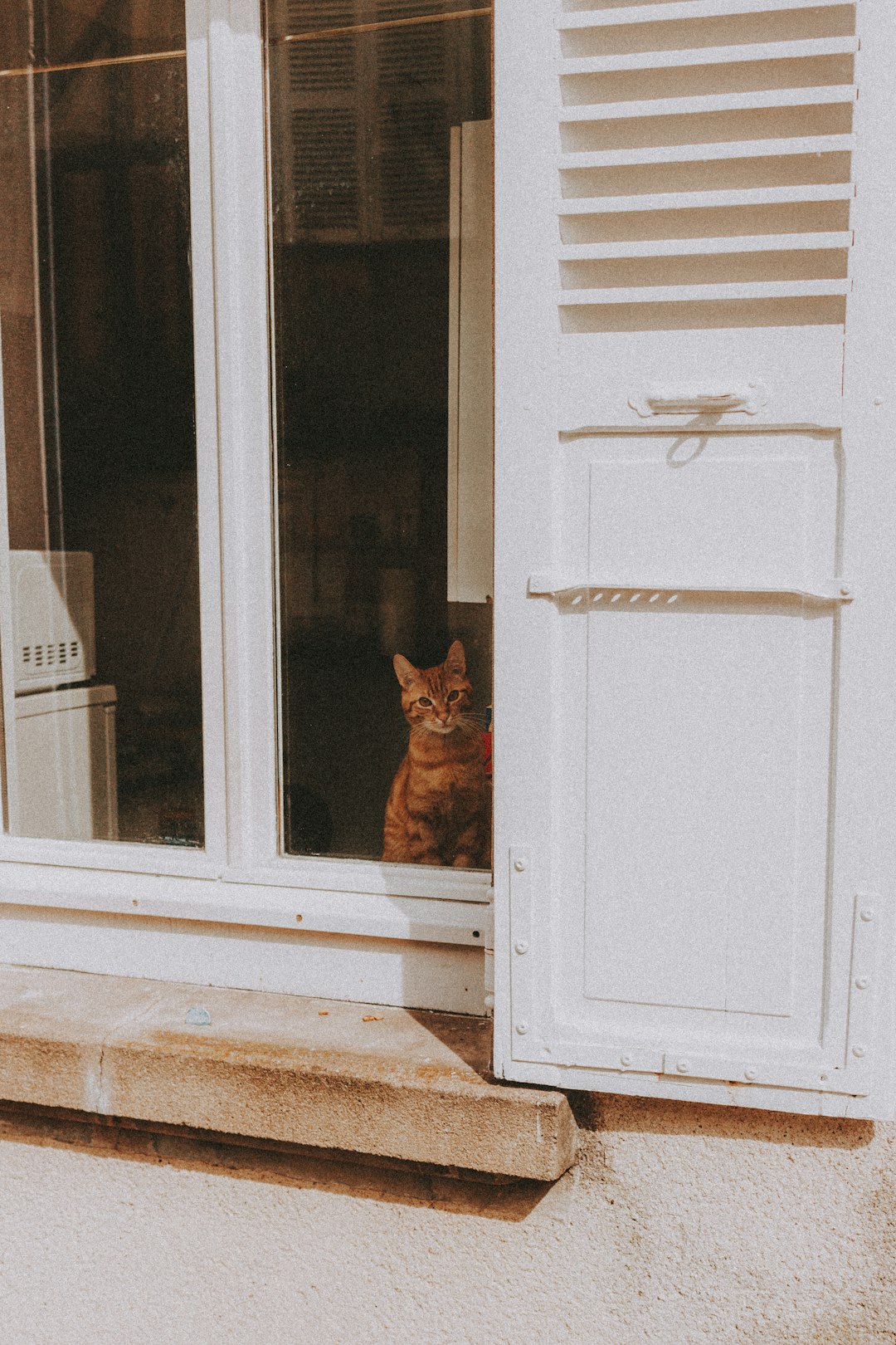 brown cat on white wooden door