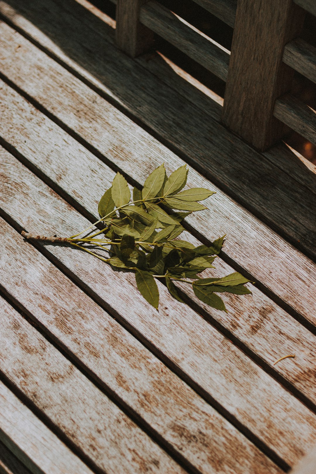 green leaves on brown wooden plank