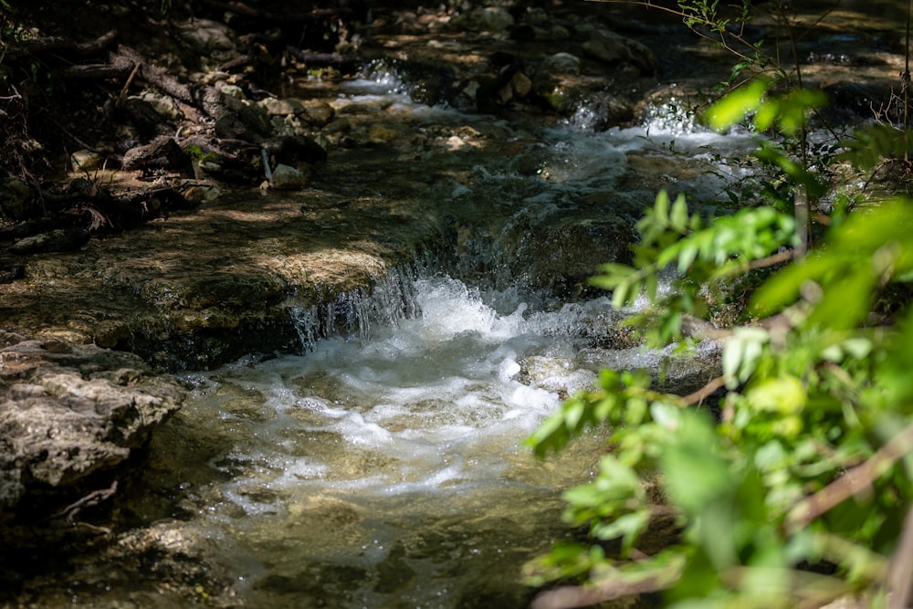 green moss on brown rocks in river