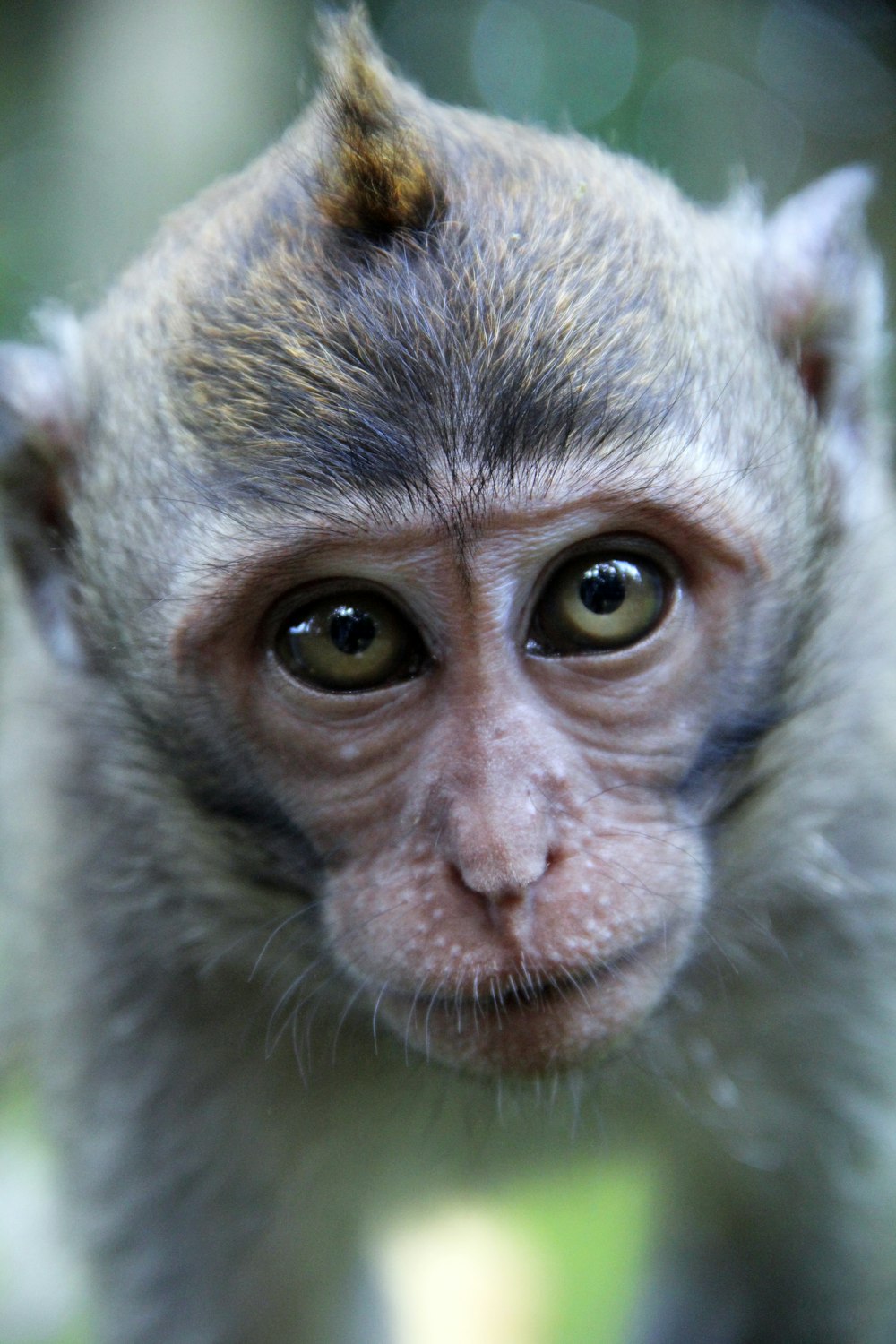 close up photo of monkeys face