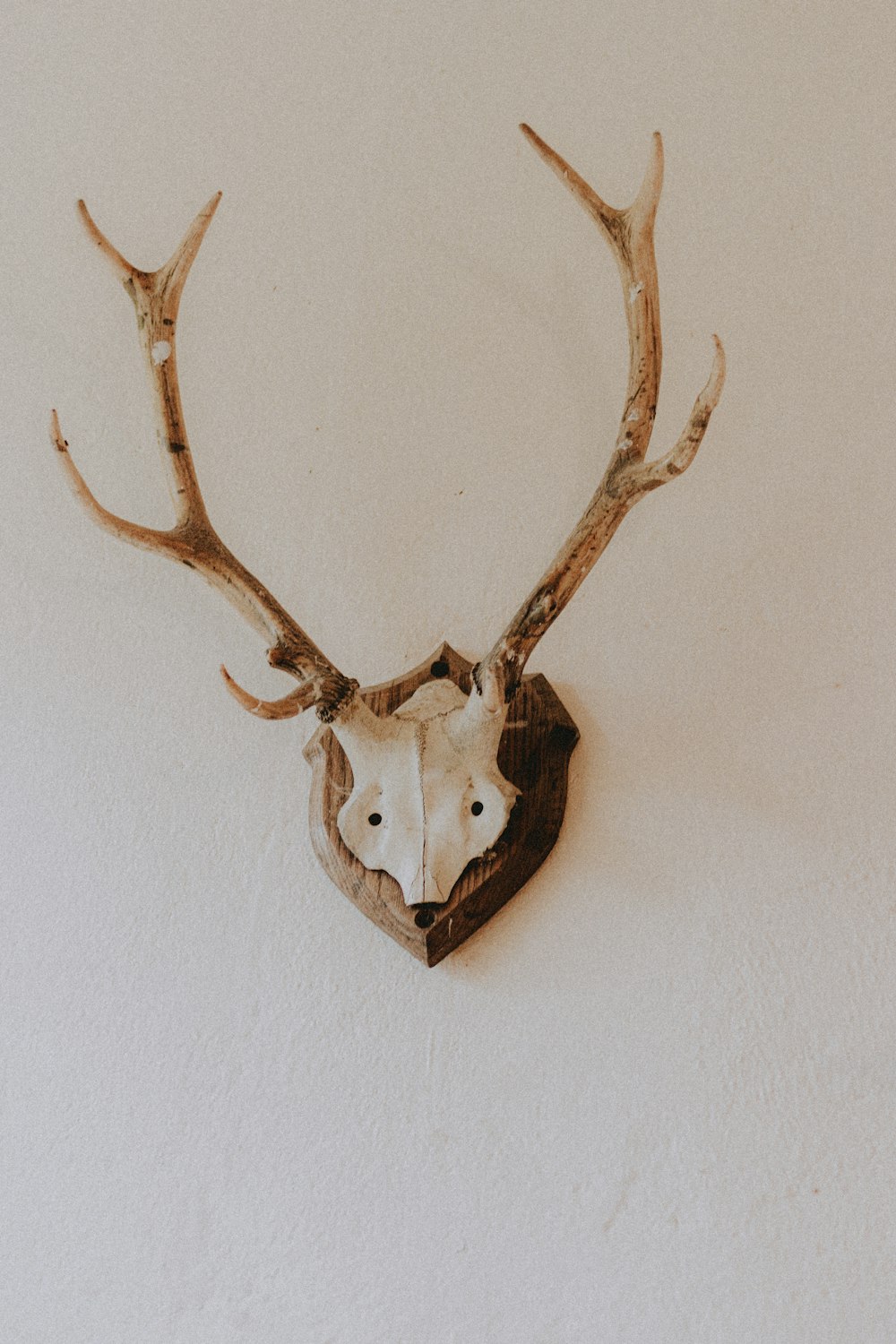 decoração de parede de crânio de animal marrom e branco