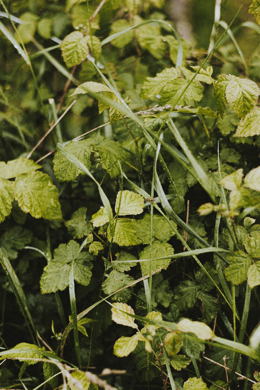 green leaf plant during daytime