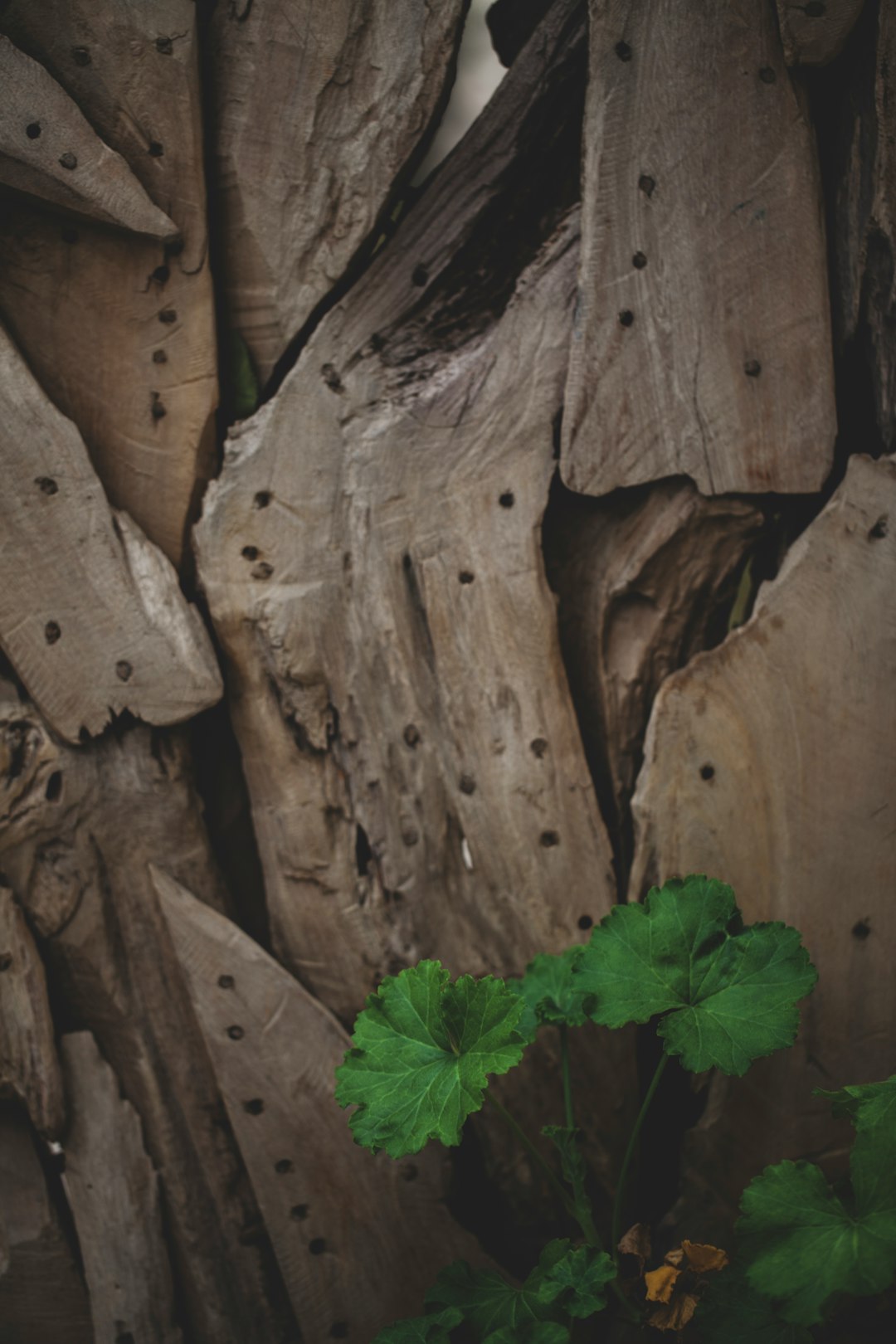 green plant beside brown wood