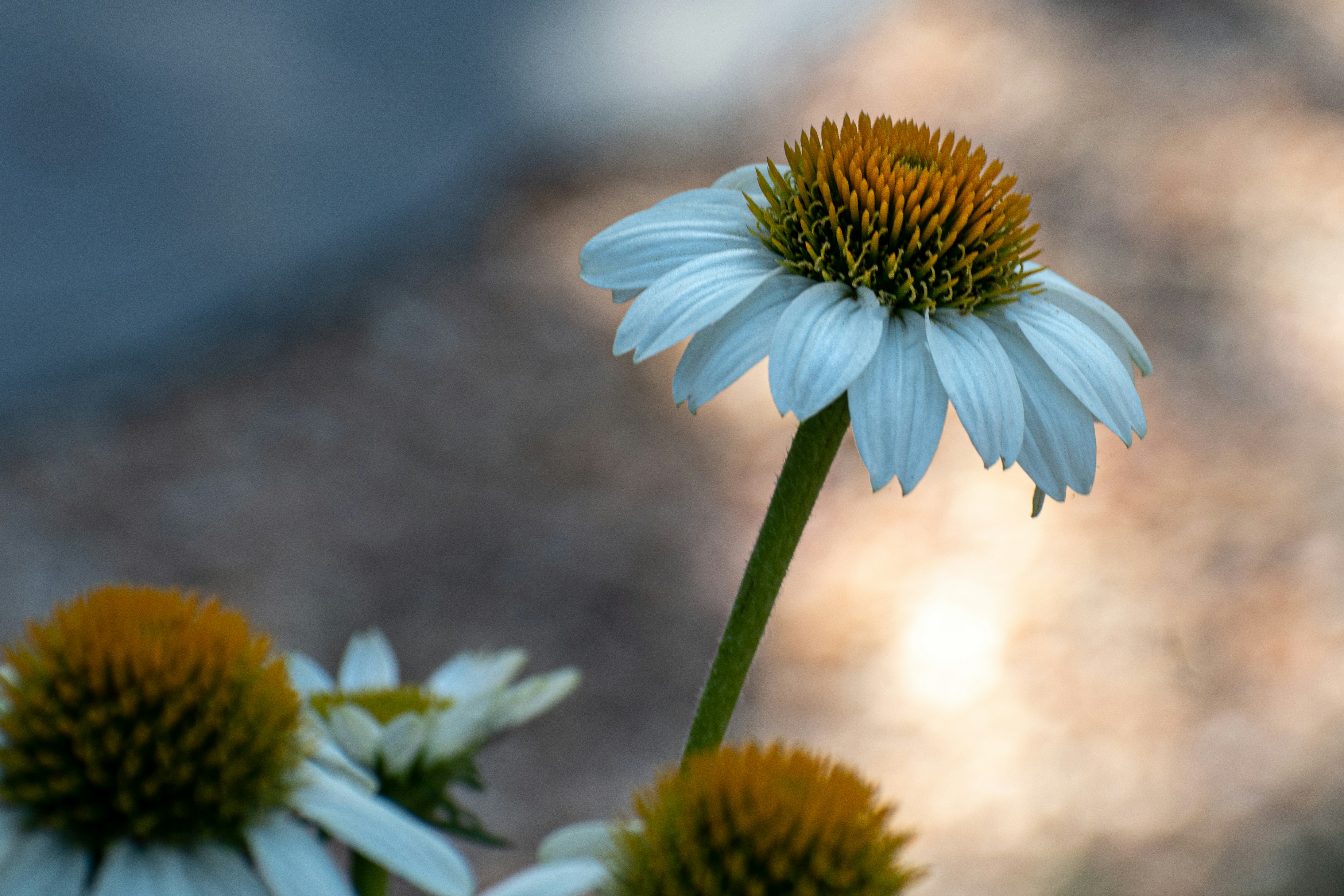 Photo by elisastonephotography