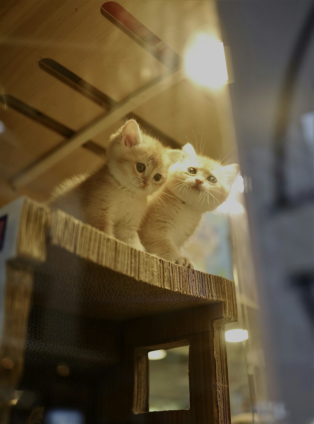 white cat on brown wooden shelf