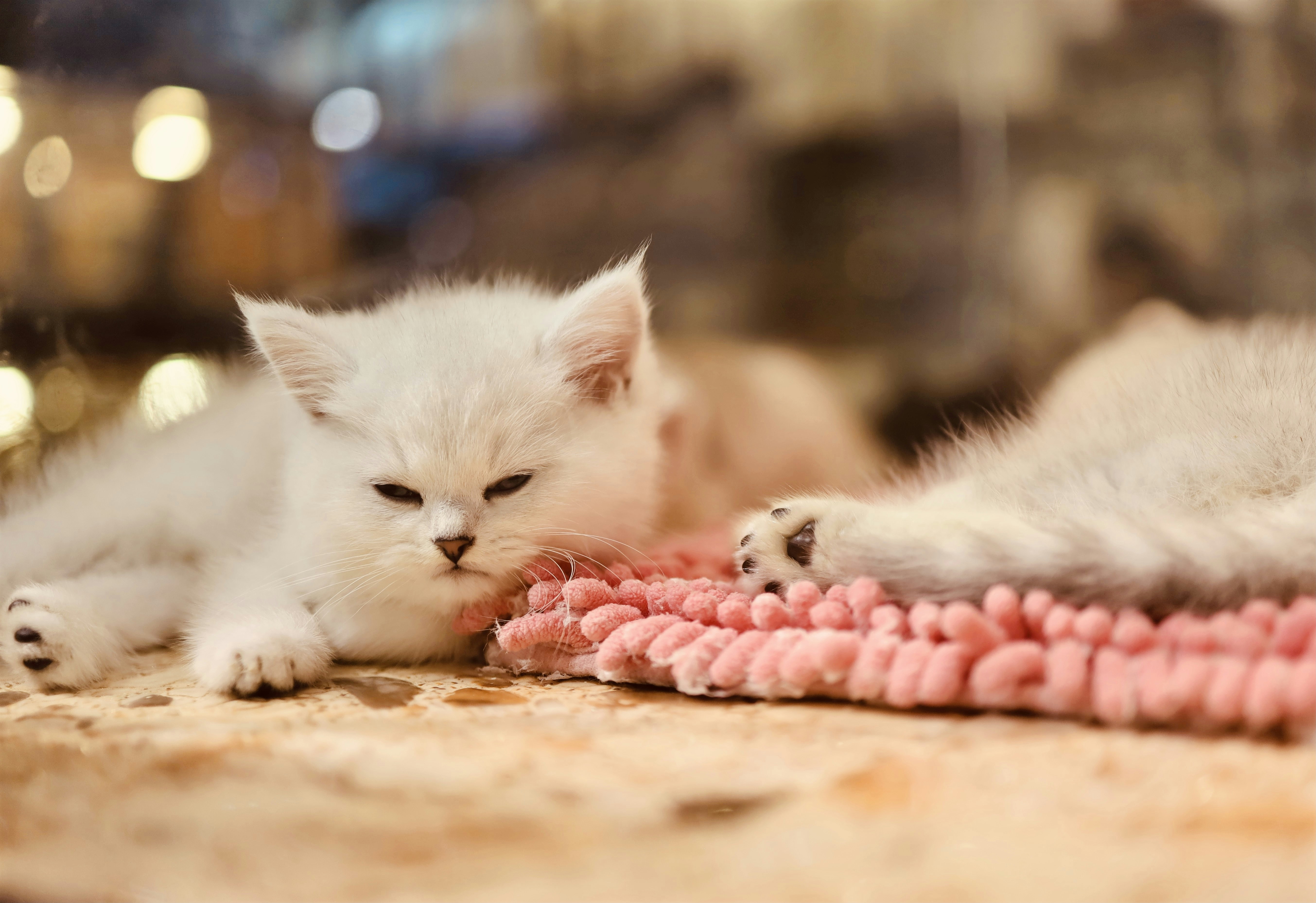 A healthy Angora cat playing with a toy