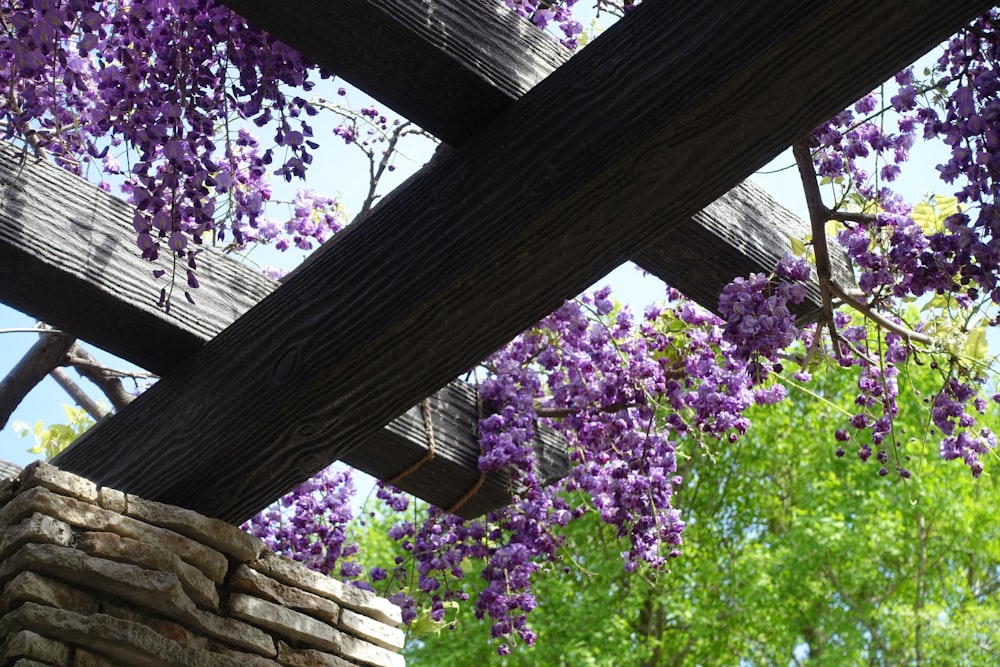 茶色の木の柵の近くの紫色の花の木
