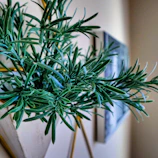 Close-up of a sleek metal planter with a vibrant green plant against a clean white background.