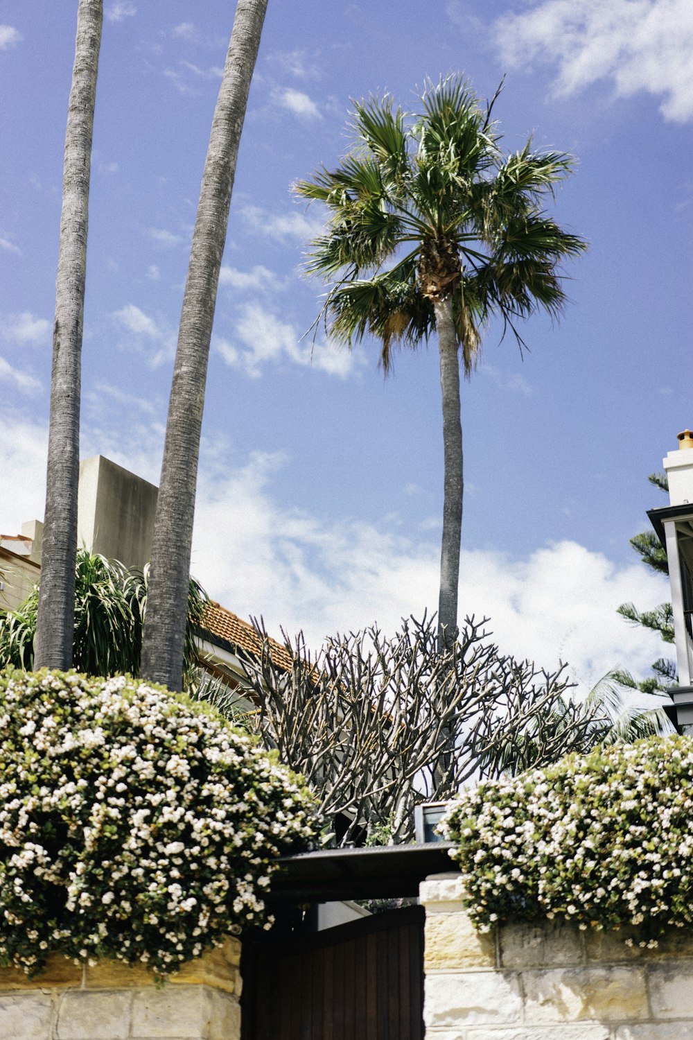 green trees near brown concrete building during daytime