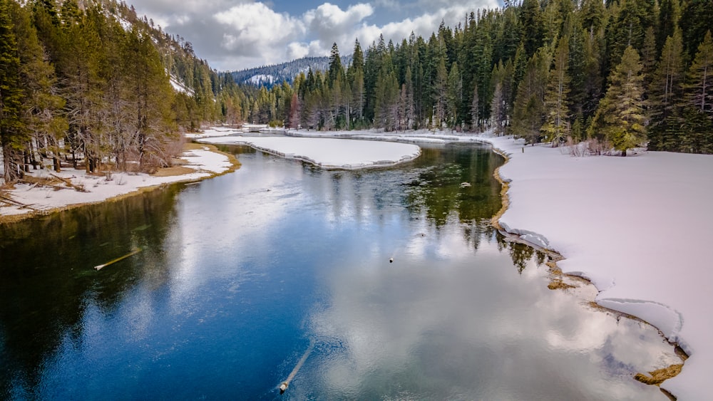 alberi verdi accanto al fiume durante il giorno