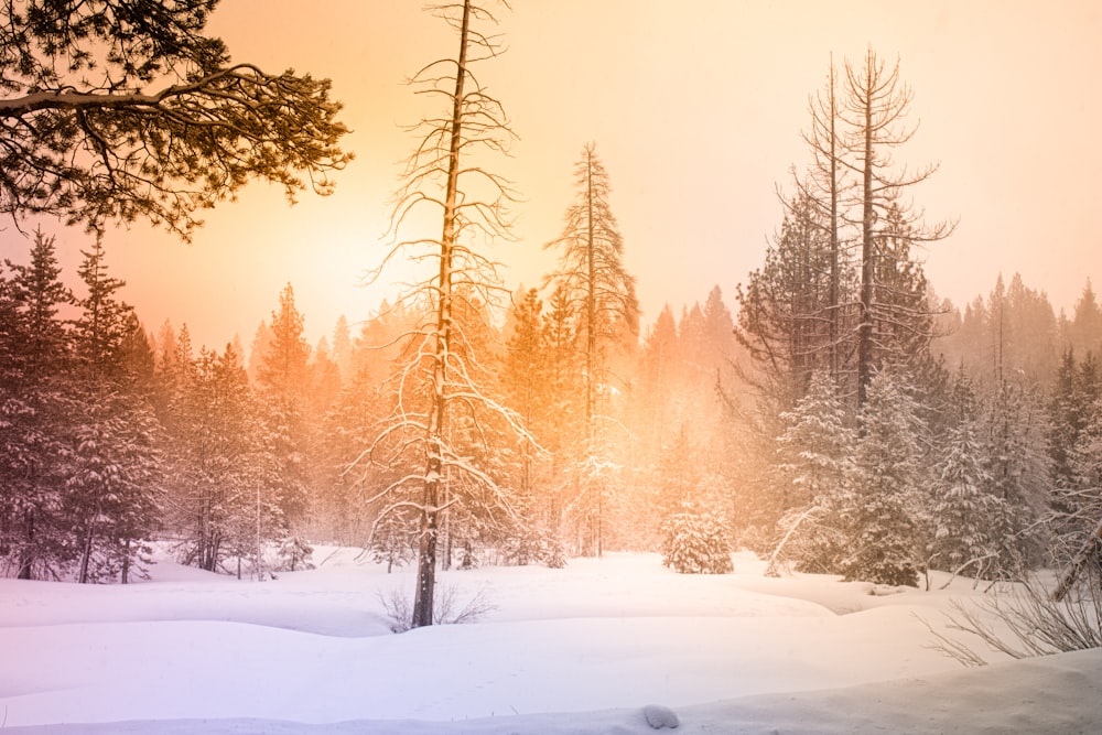 snow covered trees during daytime