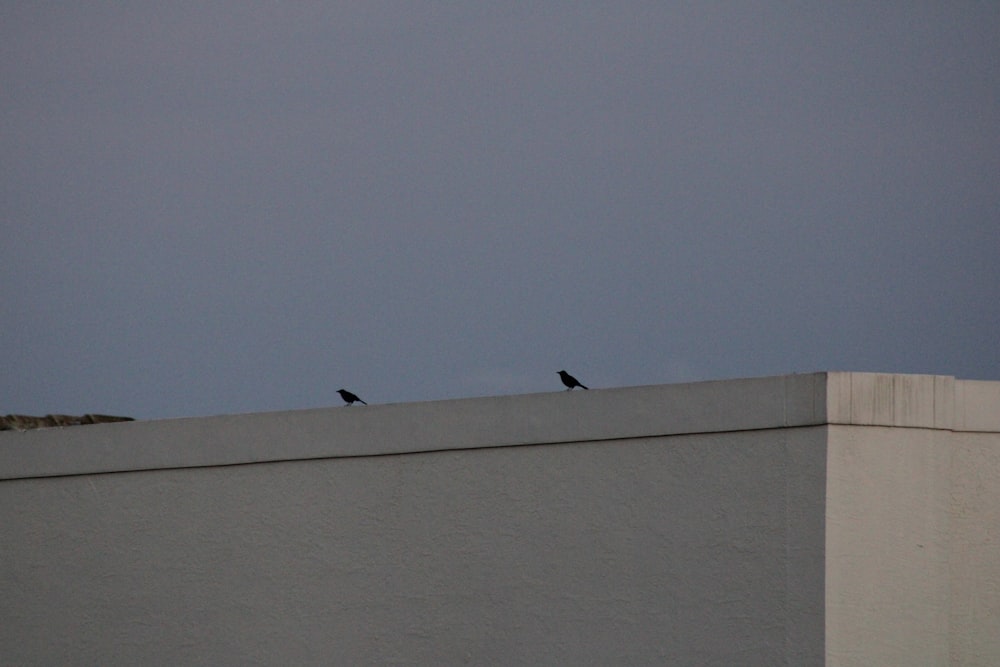 birds flying over the building