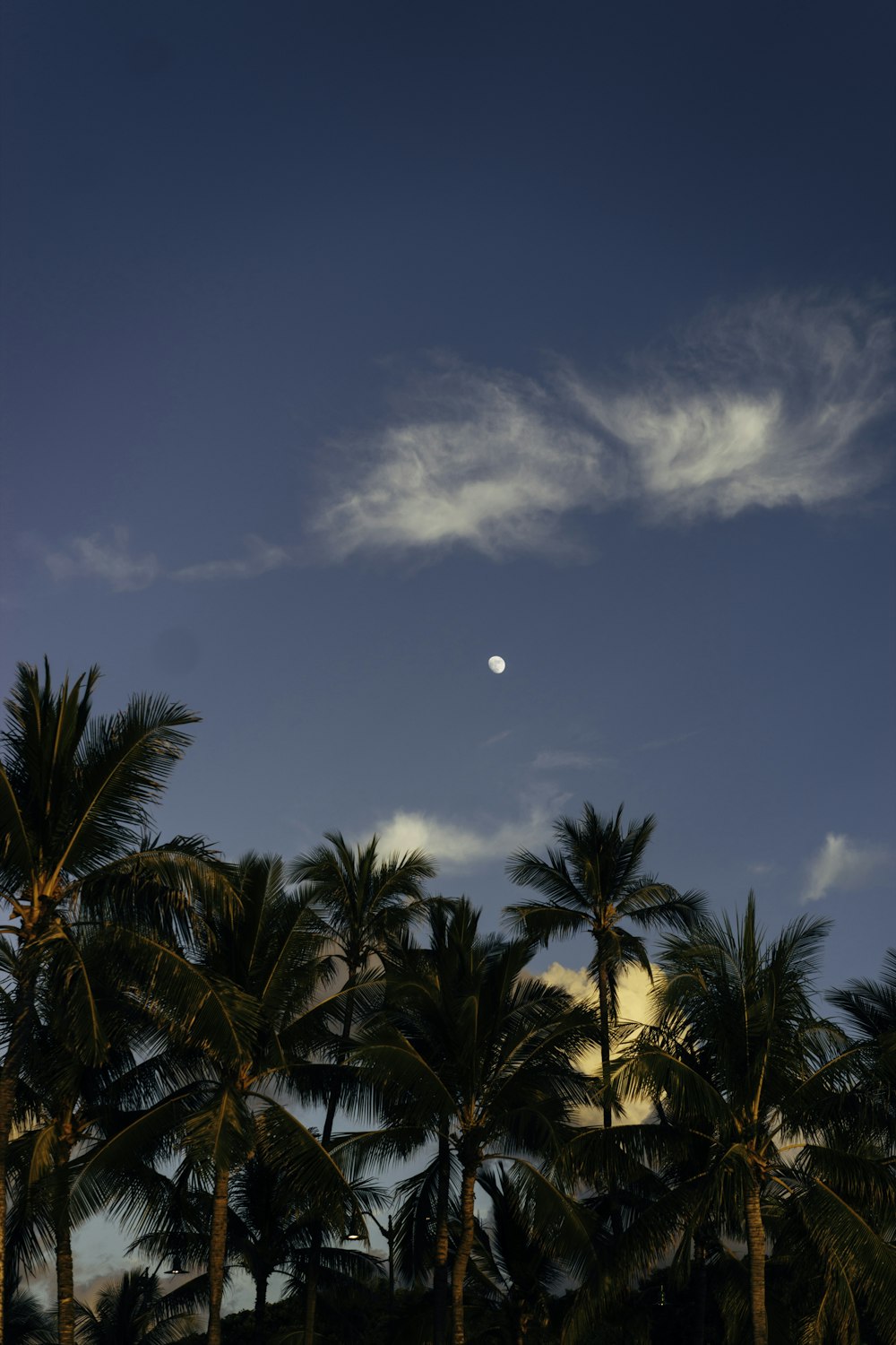 Palmera verde bajo el cielo azul durante el día