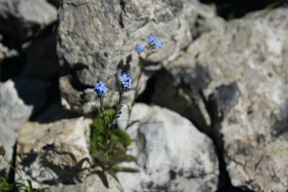 blue flower on gray rock
