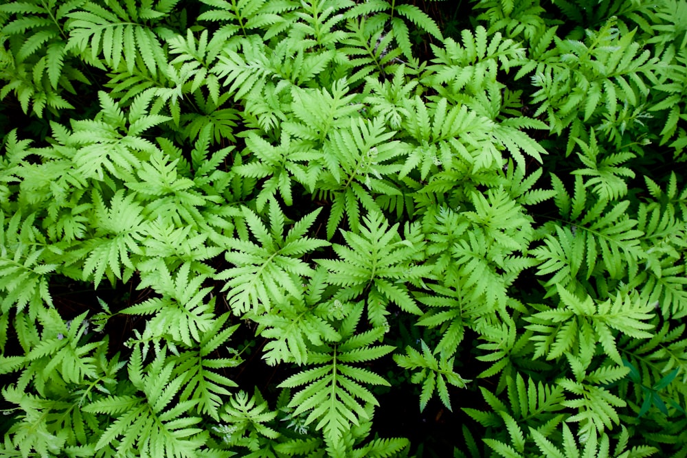 green fern plant during daytime