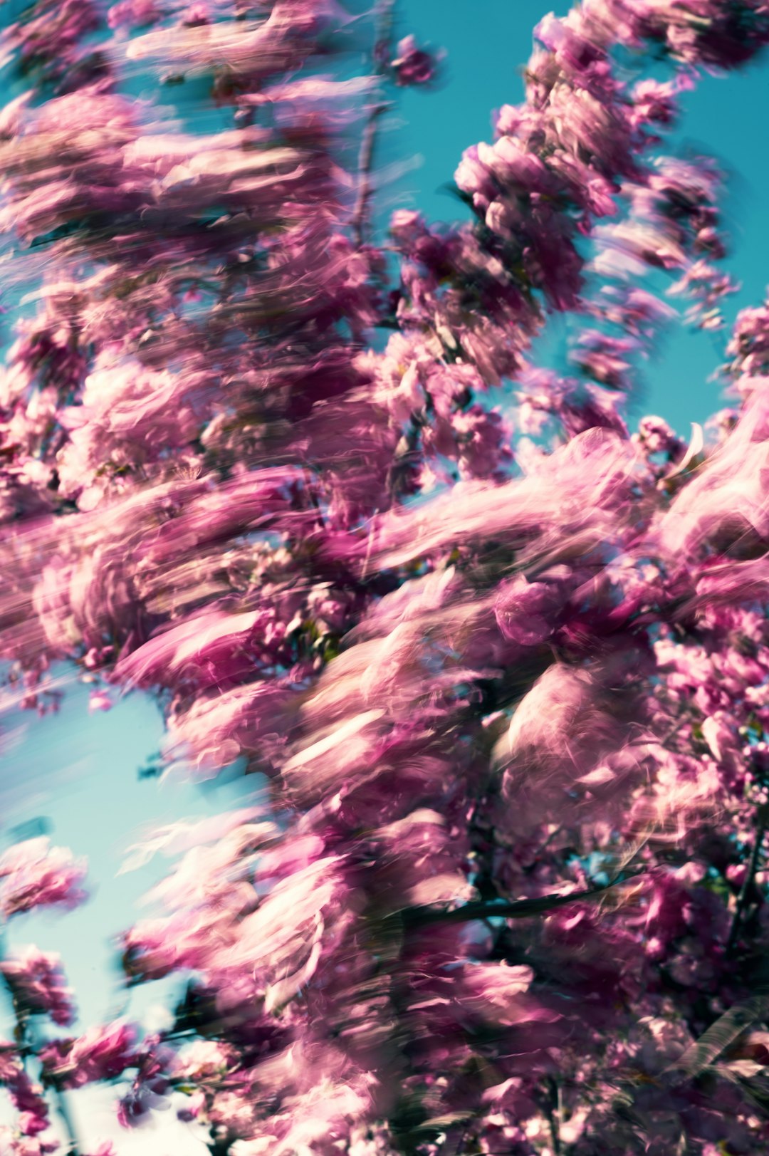 pink and white tree under blue sky