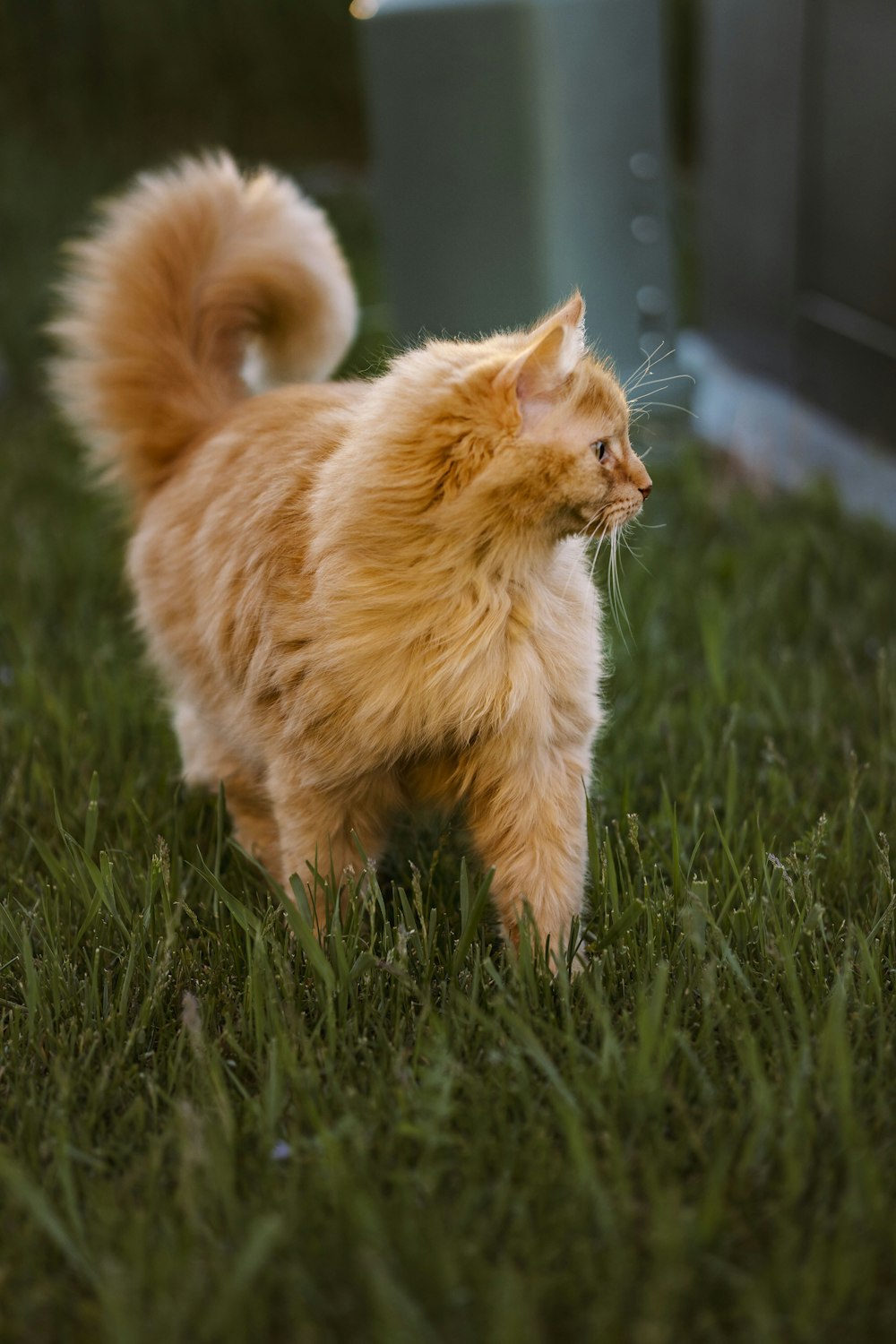 gatto soriano arancione su erba verde durante il giorno