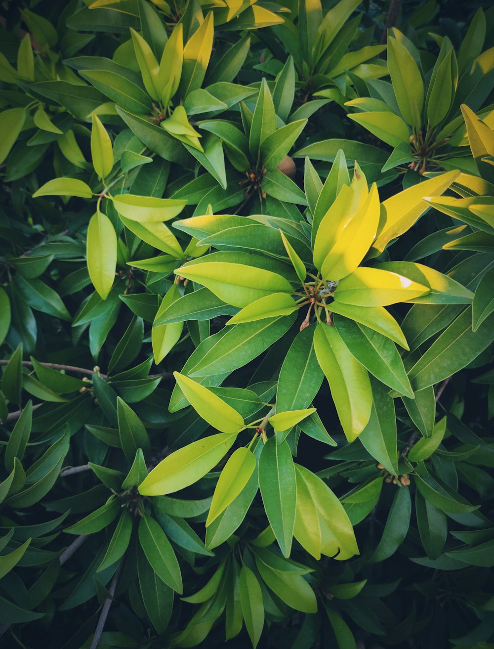 green and yellow leaves plant