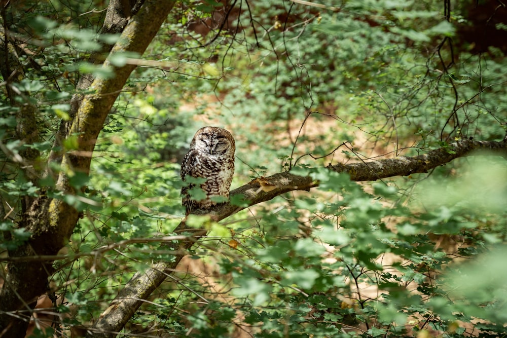 owl perched on tree branch during daytime