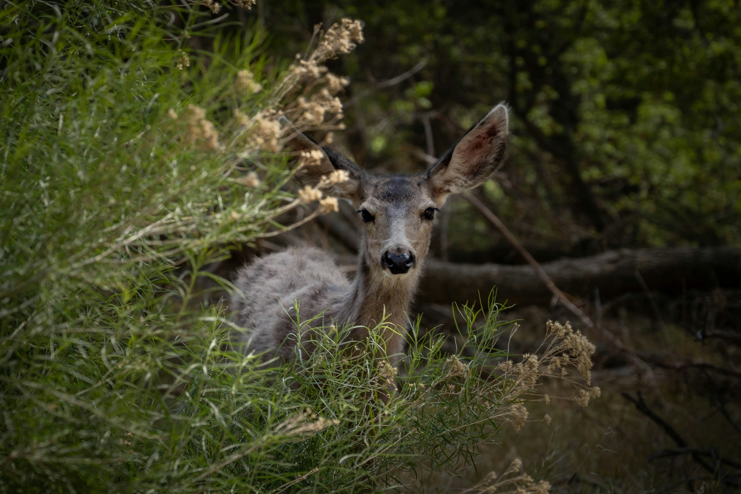 Photo by goldencoastgrams