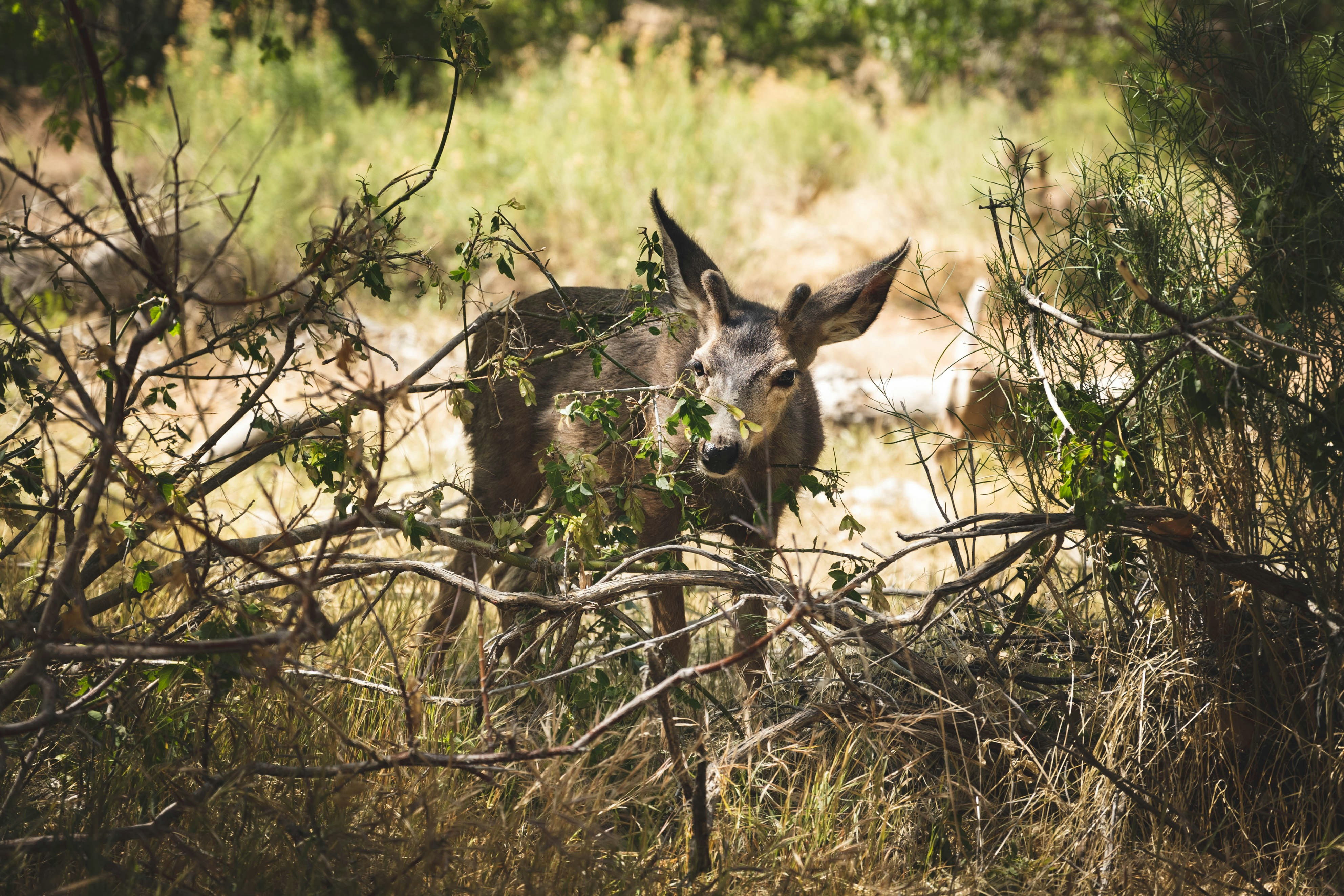 Photo by goldencoastgrams