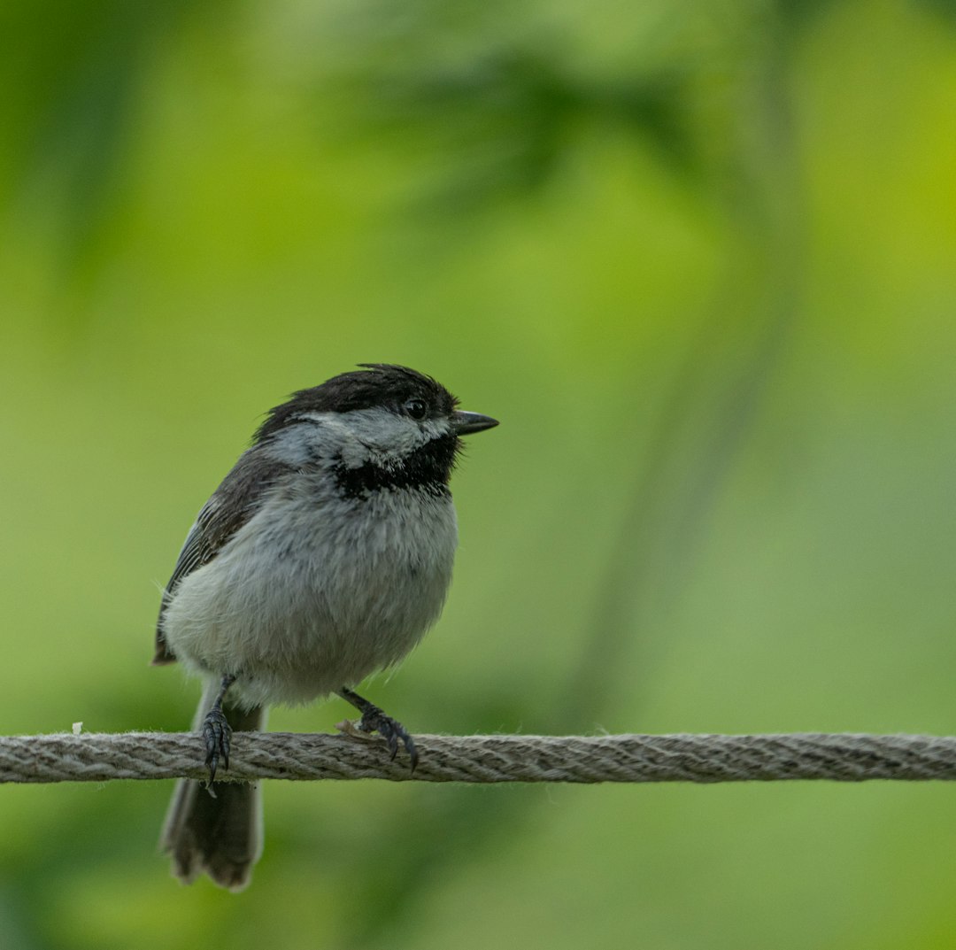 white and black bird on brown rope