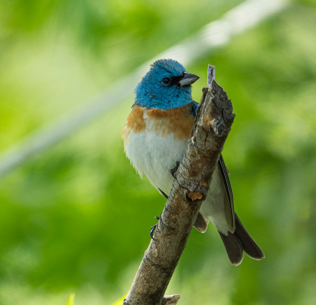 blue and white bird on tree branch during daytime