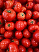 Close-up of vibrant, ripe tomatoes arranged on a crisp parchment background.