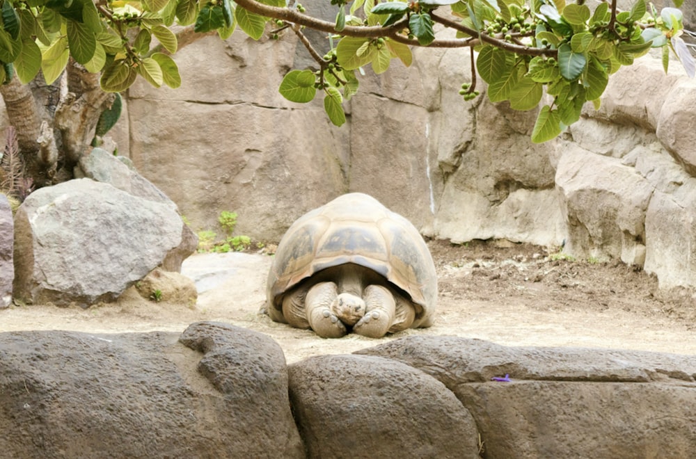 gray and black turtle shell
