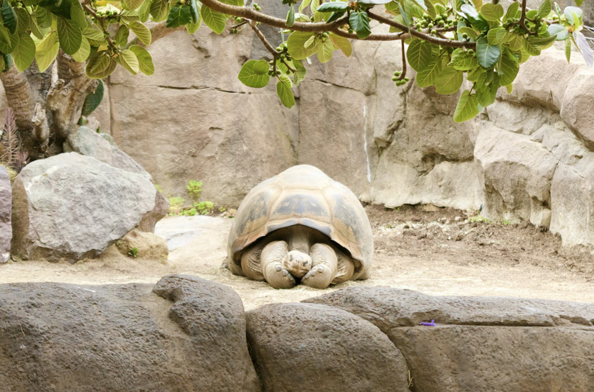A turtle shell, symbolic of withdrawing the senses inward in Pratyahara