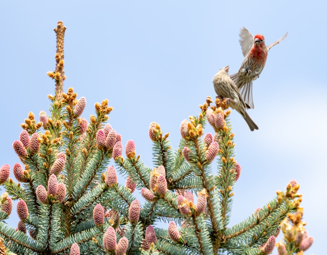 brown and red bird on tree branch