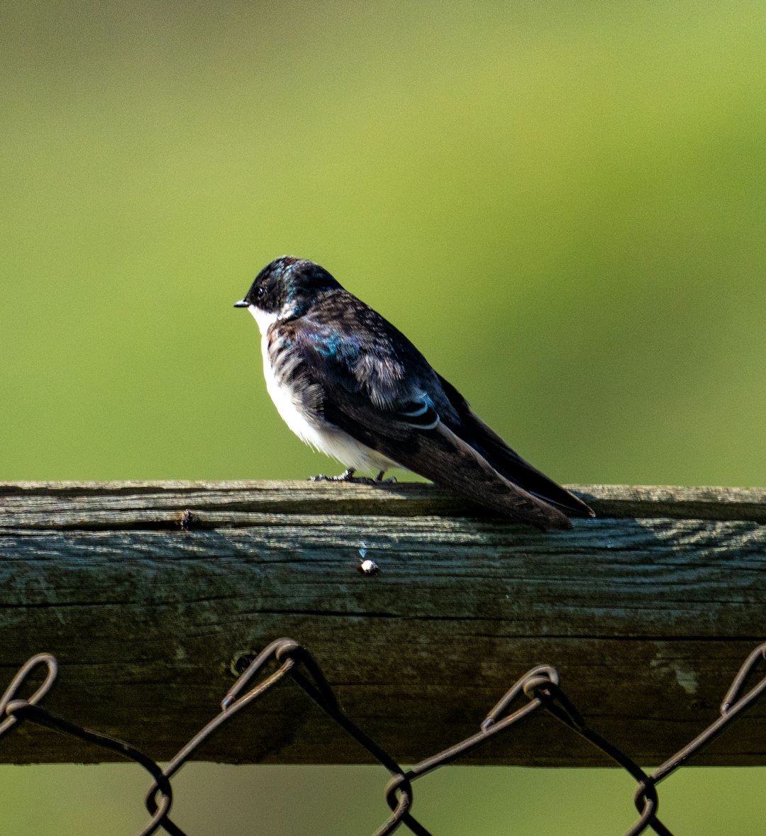 blue and white bird on brown wooden fence