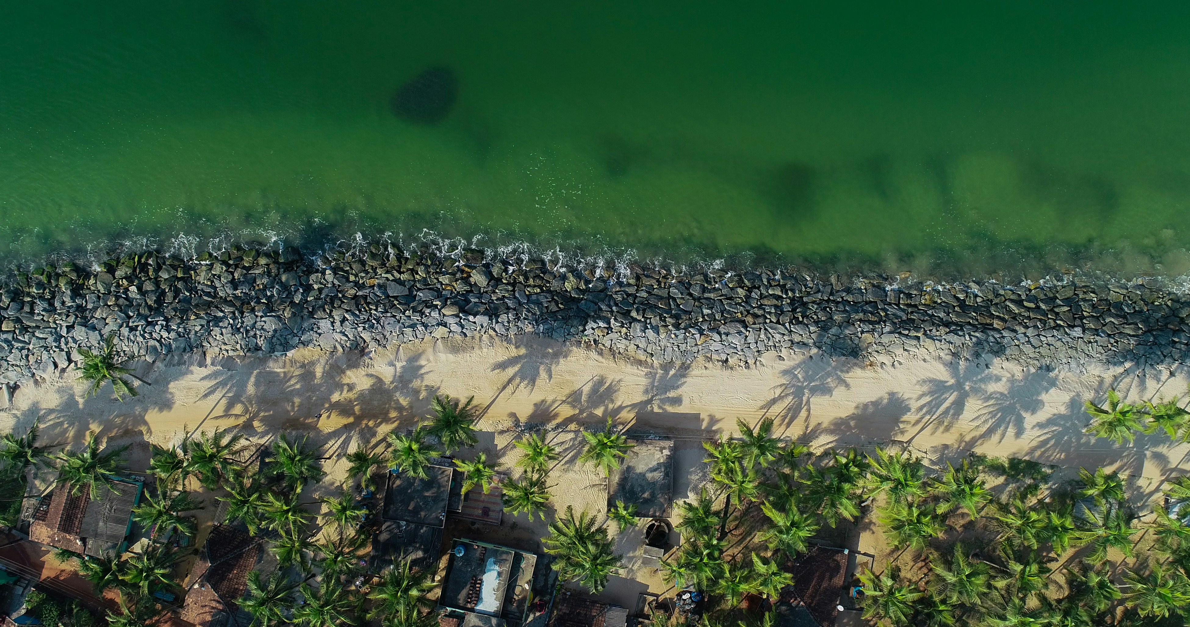 green trees and white sand during daytime