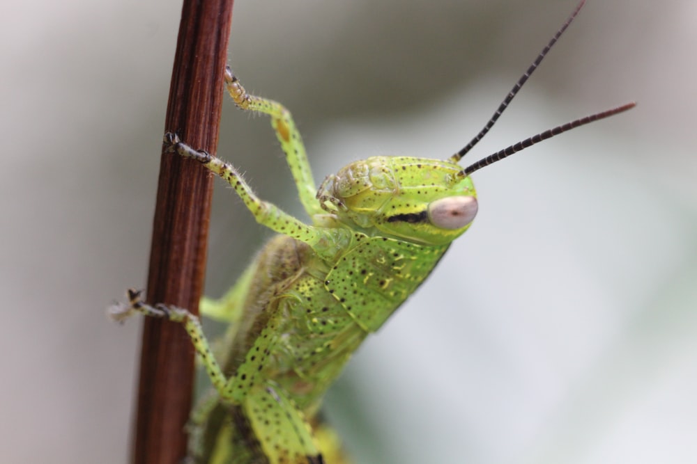 green grasshopper perched on brown stem in close up photography during daytime