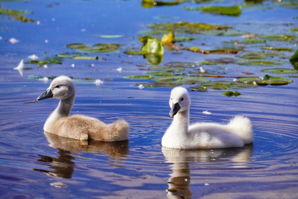 white swan on water during daytime