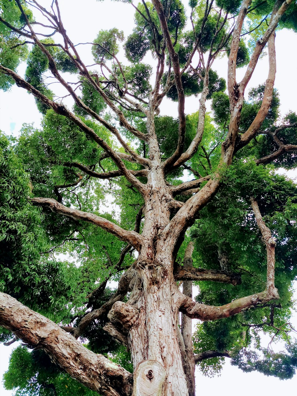 green and brown tree under white sky during daytime