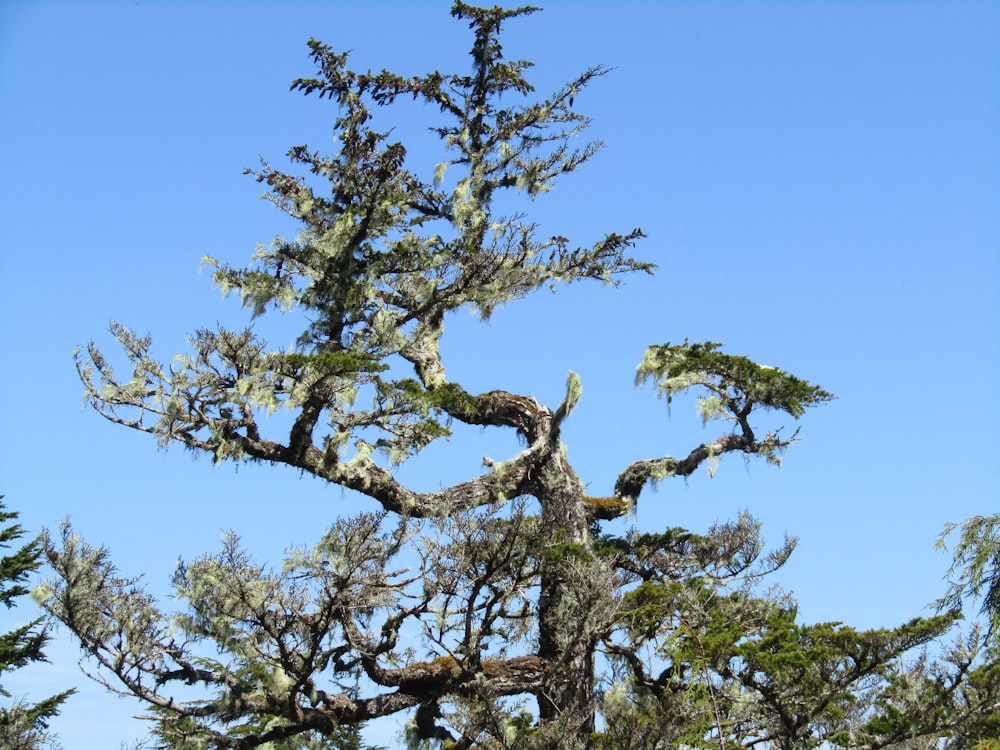 albero verde sotto il cielo blu durante il giorno