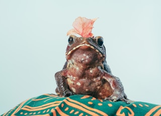 brown and beige frog figurine